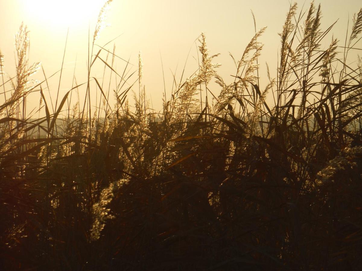 Pfahlbau Rust/Neusiedlersee Sunset I Villa Eksteriør billede